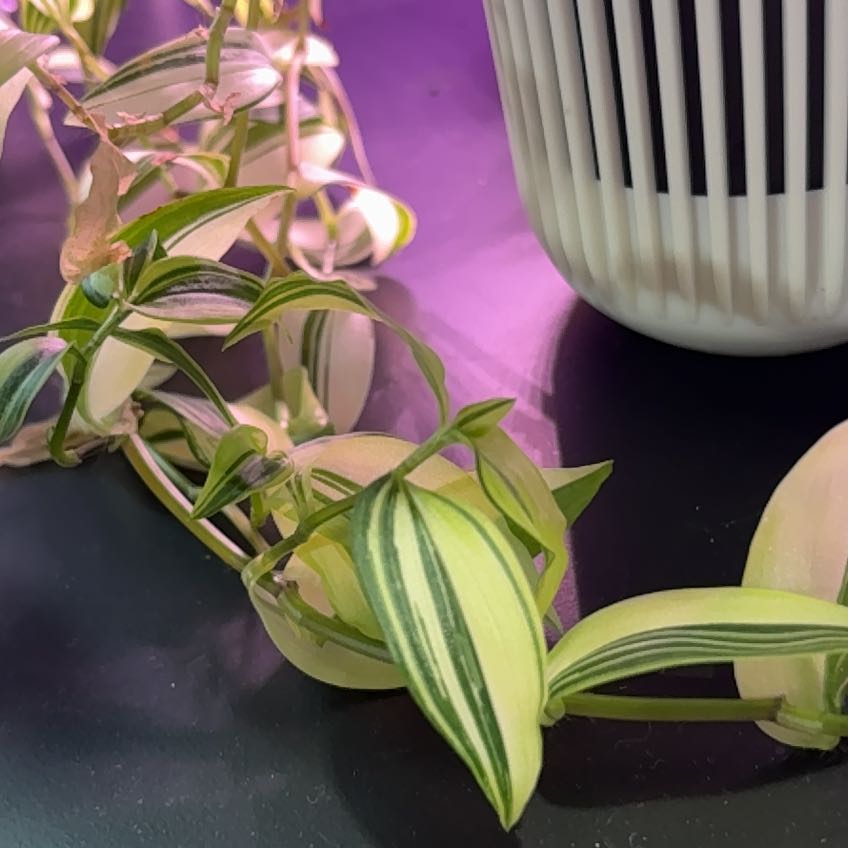 Photo of the plant species Tricolor Tradescantia by @CentralBluerose named Miley on Greg, the plant care app