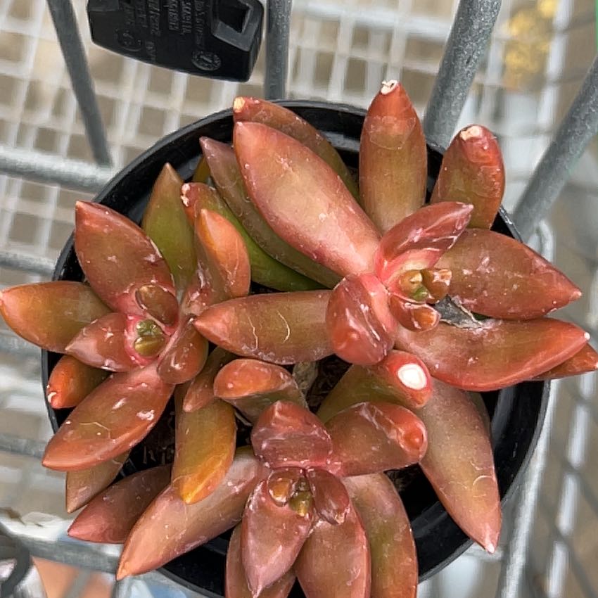 Sedum adolphi 'Sunset' plant with healthy, fleshy leaves in a pot.