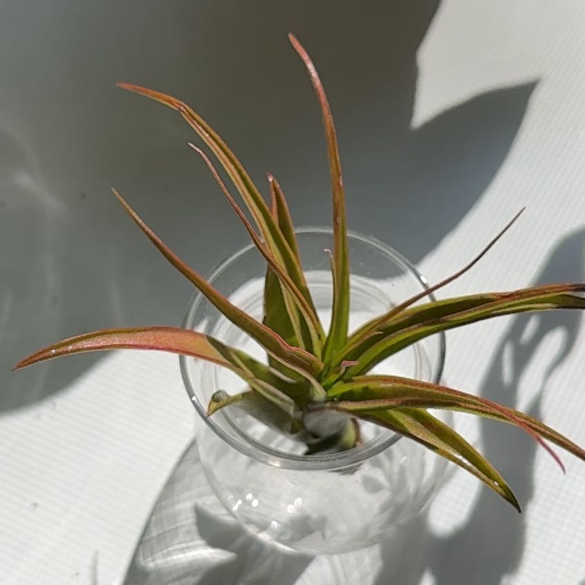 Photo of the plant species Burnt Umber airplant by @landoscloaca named Ad-Rock Jr. on Greg, the plant care app