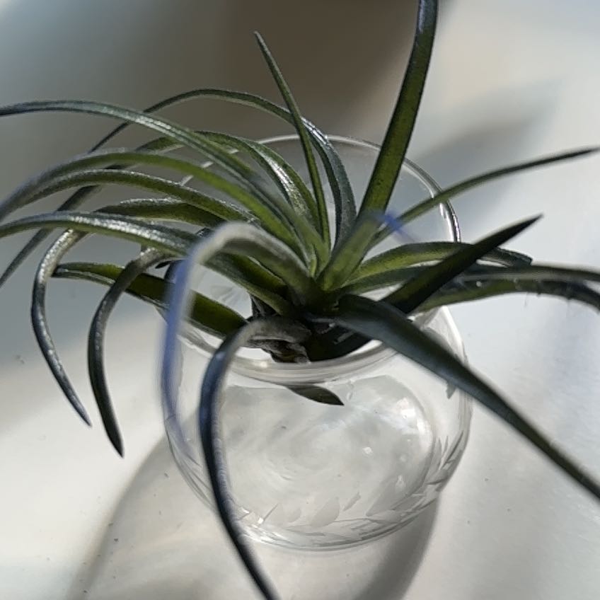 Photo of the plant species T. ionantha Blue Cobalt by @landoscloaca named Ione Skye on Greg, the plant care app