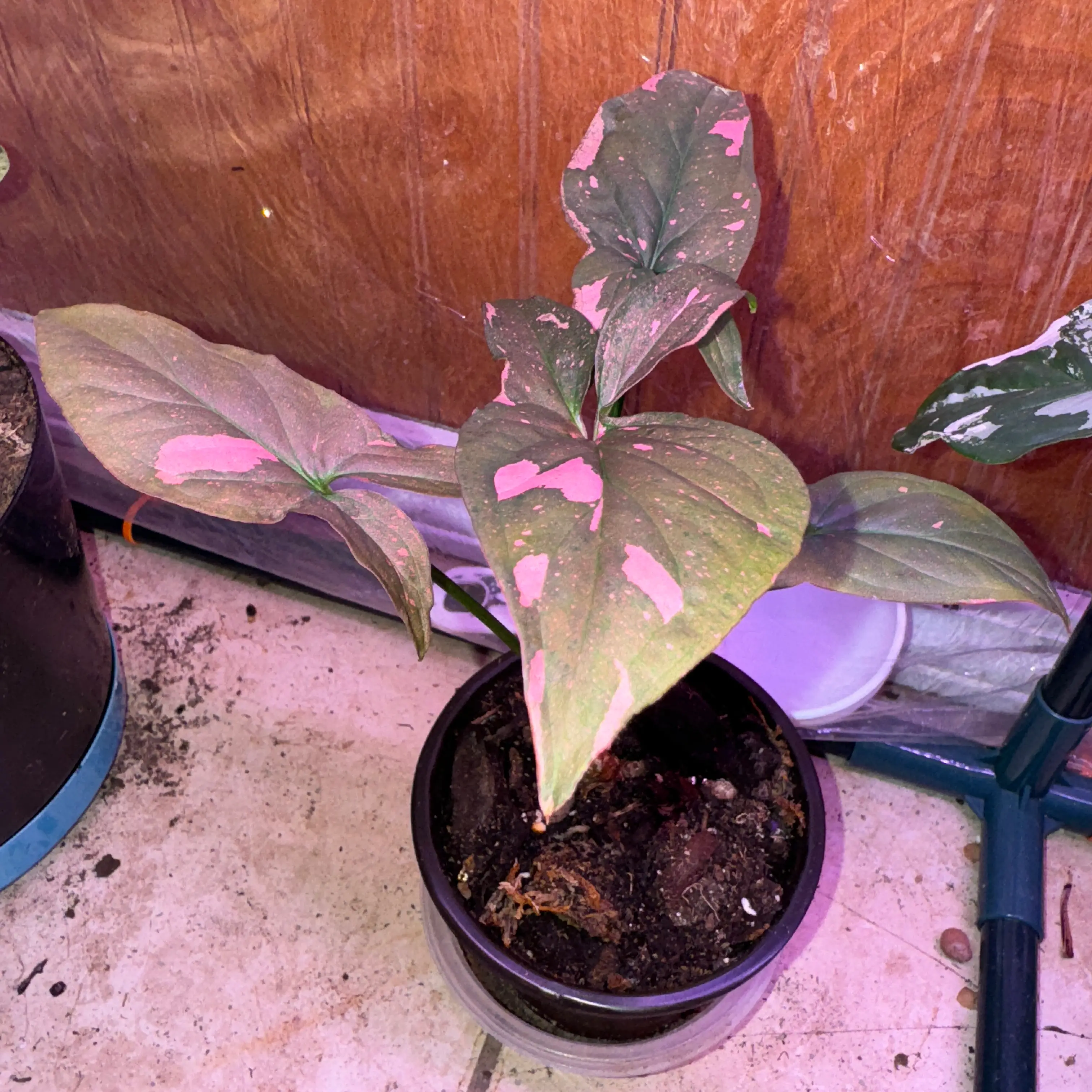 Photo of the plant species Syngonium Red Spot by @Mckaylaturner named Bigleef Smalls on Greg, the plant care app