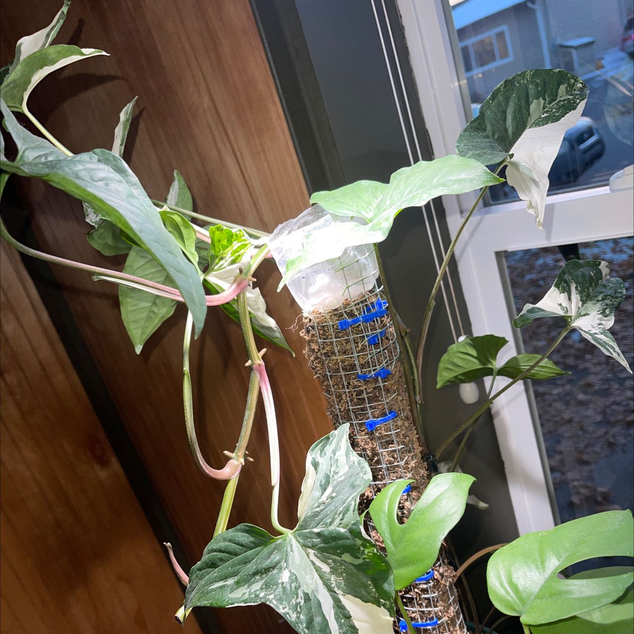 Variegated Arrowhead Vine climbing a support structure with some leaf discoloration.
