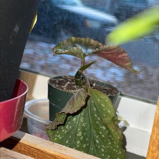 Polka Dot Begonia plant in Coeur d'Alene, Idaho