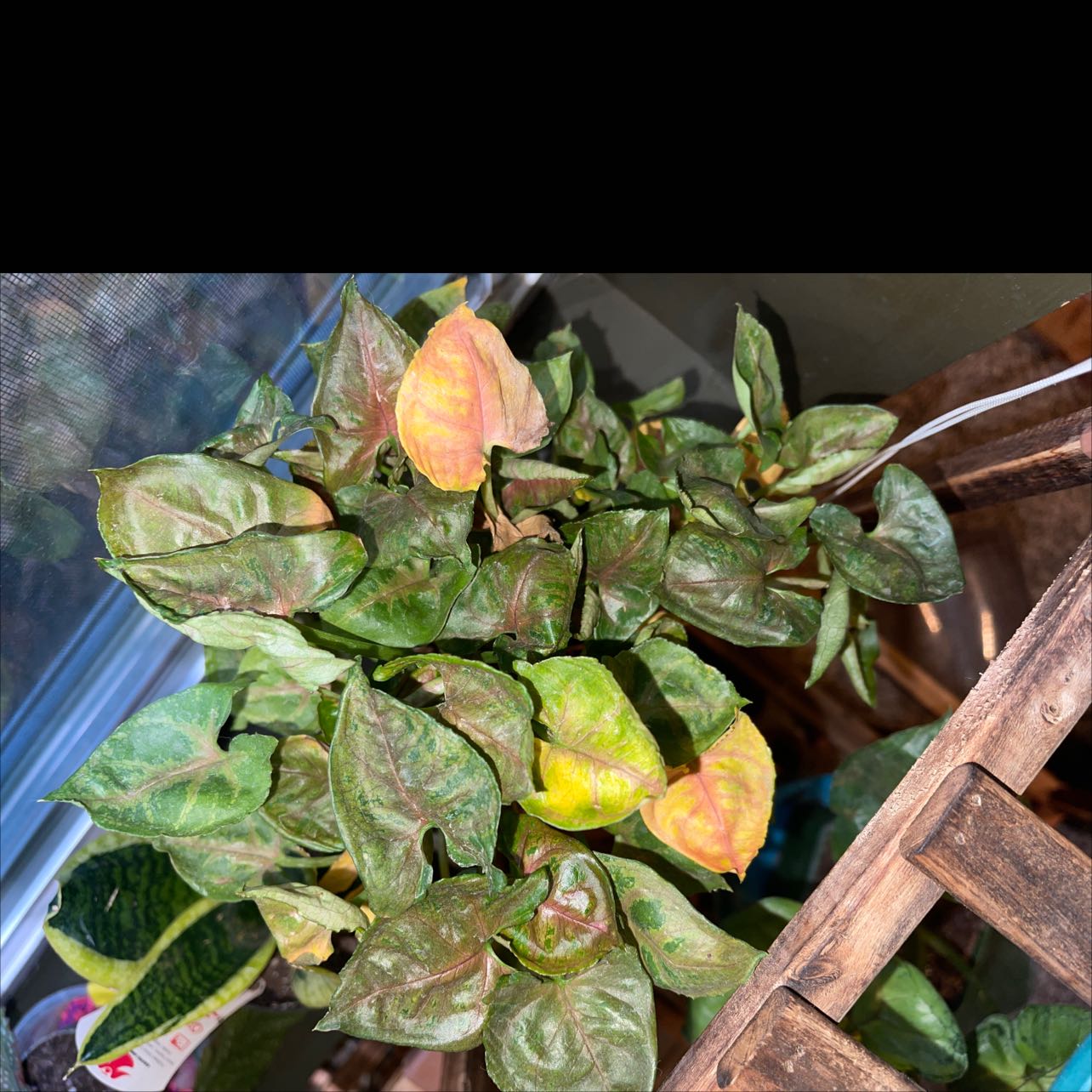 Asian Jasmine plant with yellowing and browning leaves in a wooden container near a window.