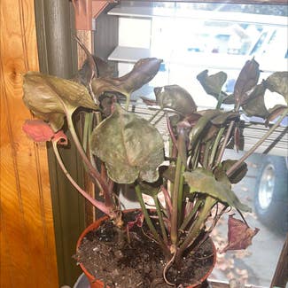 Pink Syngonium plant in Coeur d'Alene, Idaho
