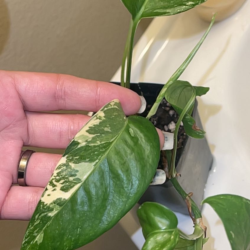 Variegated Albo Epipremnum Pinnatum plant with green and white leaves, held by a hand.