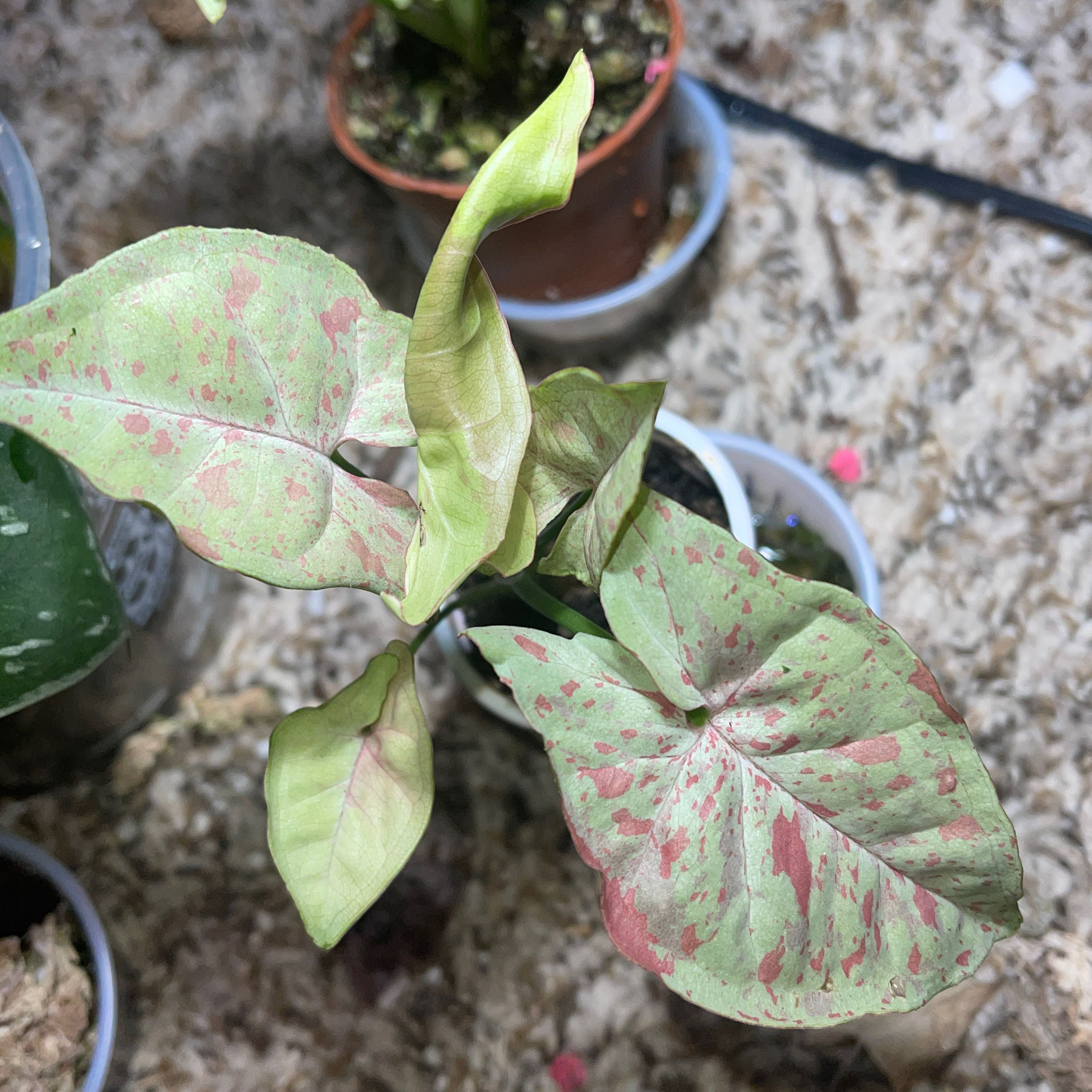 Syngonium 'Milk Confetti' plant with variegated pink and green leaves in a pot.