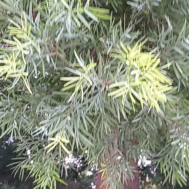Photo of the plant species Silky Oak by @CozyOnionweed named ChloroPhil on Greg, the plant care app