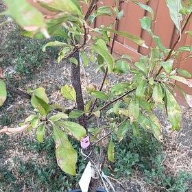 Photo of the plant species Fantasia Nectarine by @WonderfulBroom named Kendall on Greg, the plant care app