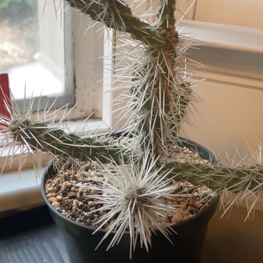 Photo of the plant species Whipple Cholla 'Album' by @SteadyIcecaps named Fernie Mac on Greg, the plant care app