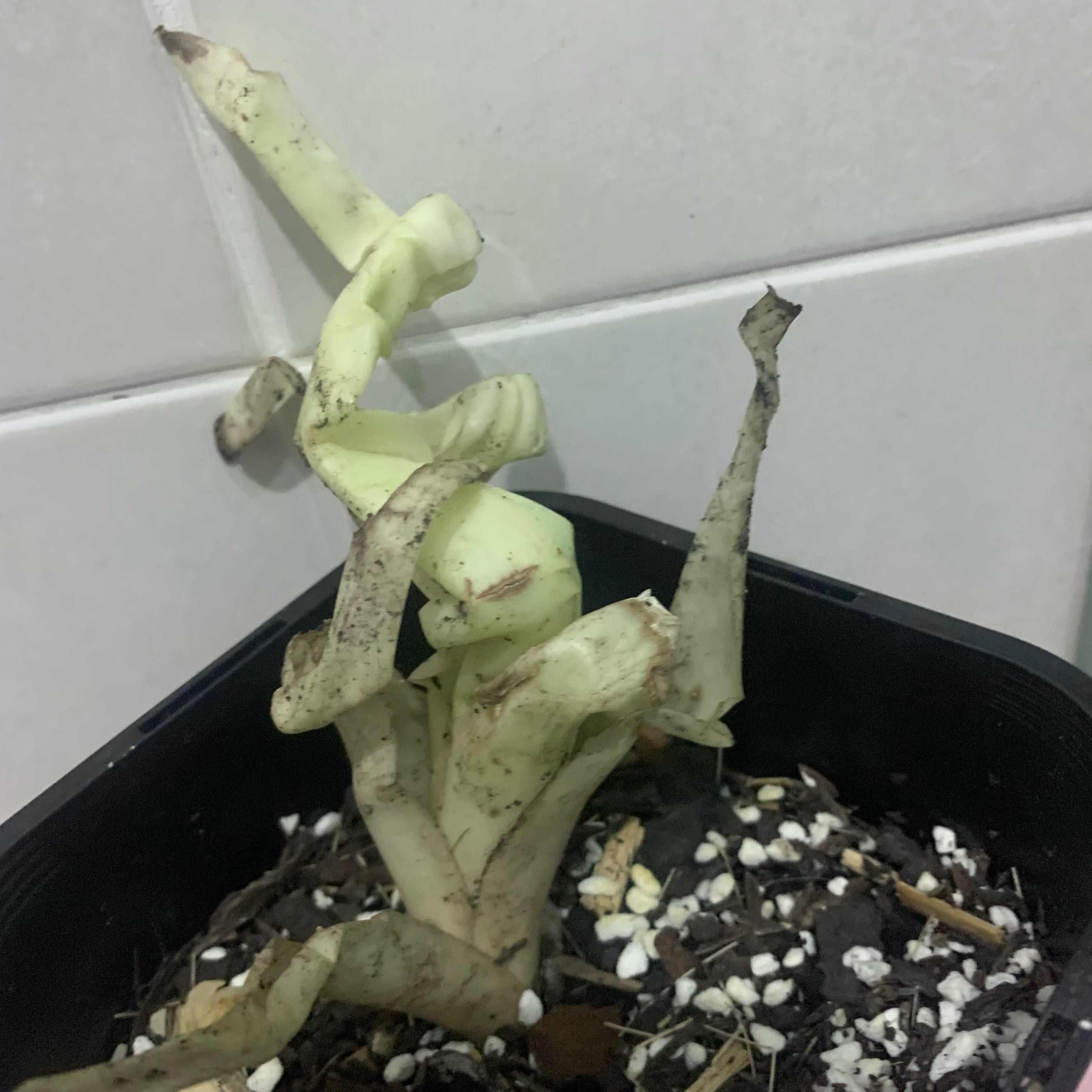 Plant care for Multiple Succulents on Greg, the plant care app