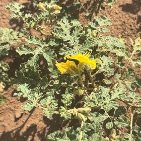 Photo of the plant species Sticky Nightshade by @NiceSedum named Sonora on Greg, the plant care app