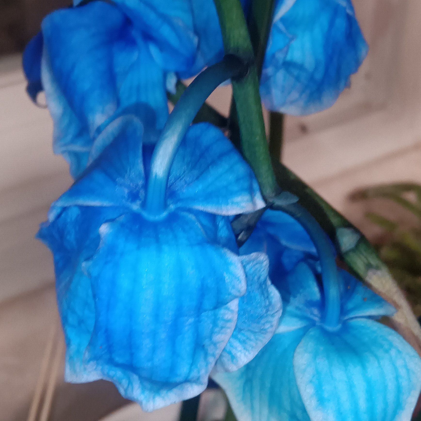 Photo of the plant species Pachara Delight Blue Orchid by @PragmaticKaro named Messi on Greg, the plant care app