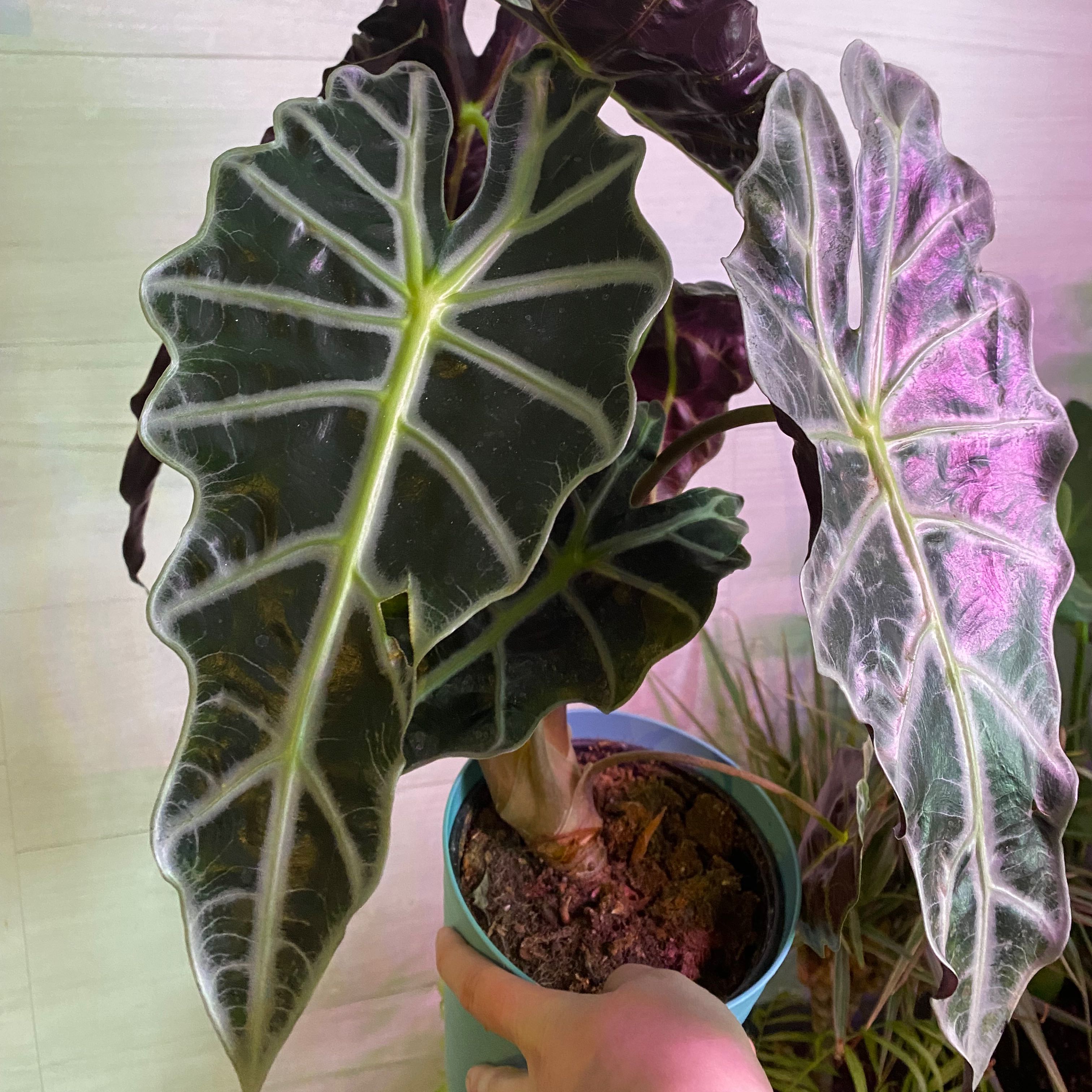 Alocasia Amazonica 'Polly' plant with large, dark green leaves and visible soil in a pot.