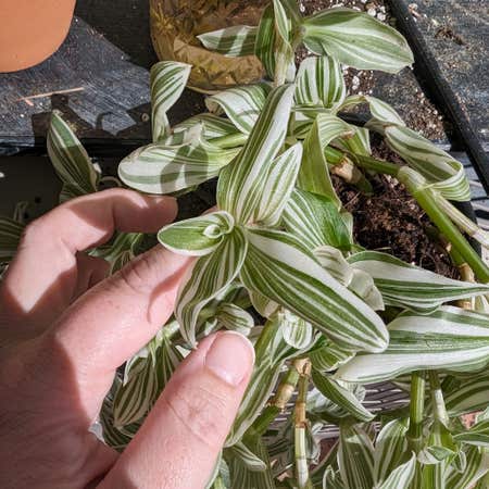 Photo of the plant species Tradescantia White Stripes by @pothosslut named Wandering Dude on Greg, the plant care app