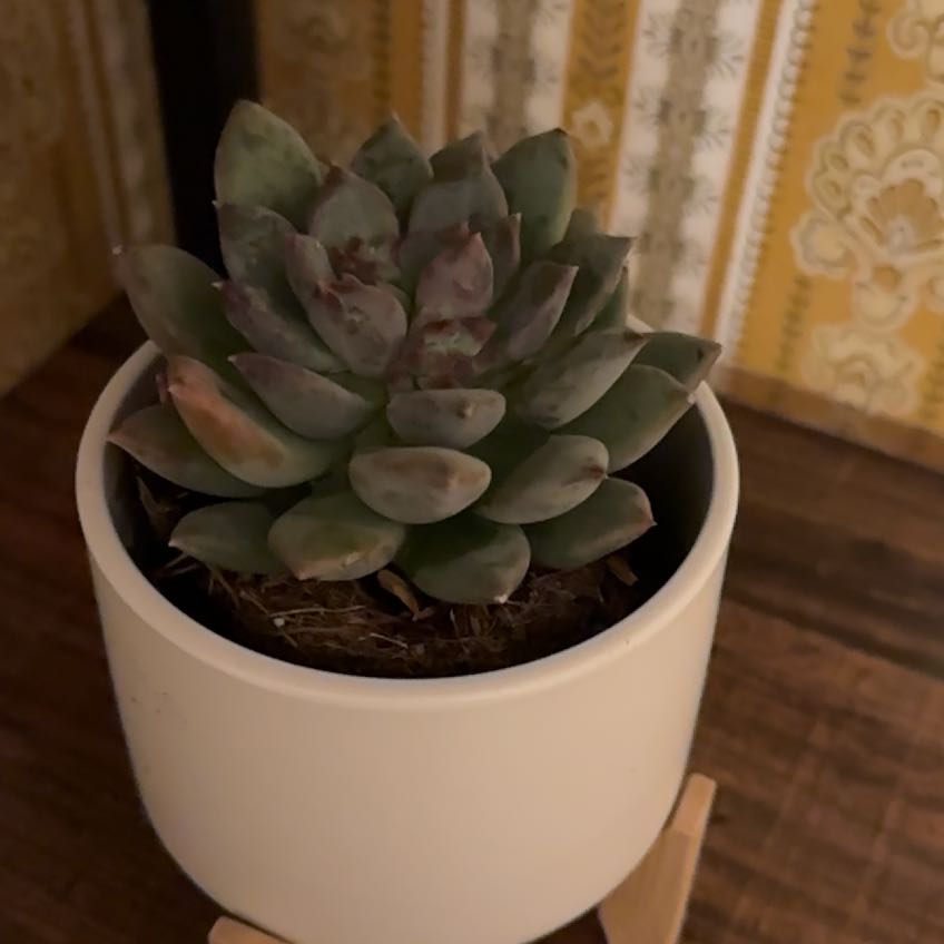 Pachyphytum 'Aquamarine' succulent in a white pot with some leaf discoloration.