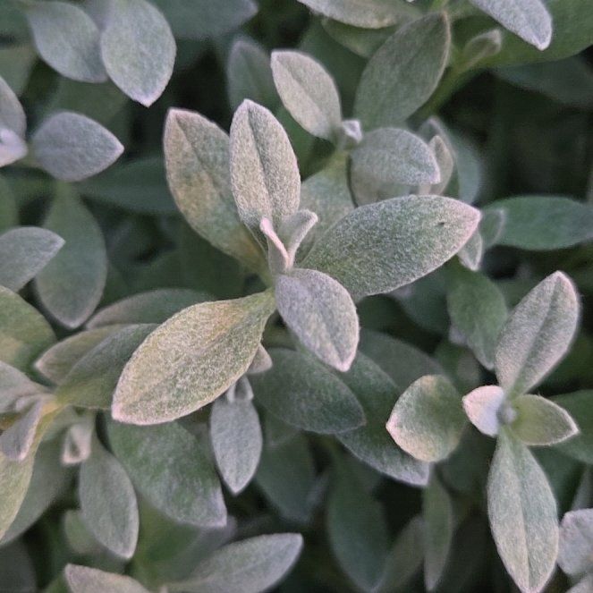 Photo of the plant species Snow-in-Summer by @PolishedNoognug named Khaleesi on Greg, the plant care app