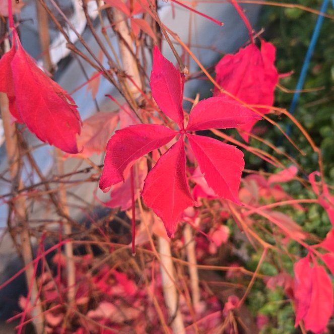 Photo of the plant species Virginia Creeper by @PolishedNoognug named Ronaldo on Greg, the plant care app