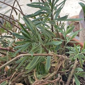 Photo of the plant species Martin's Spurge by @MusicalRutabaga named Rosa on Greg, the plant care app
