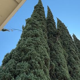 Photo of the plant species Mediterranean Cypress by @MusicalRutabaga named Lavender on Greg, the plant care app