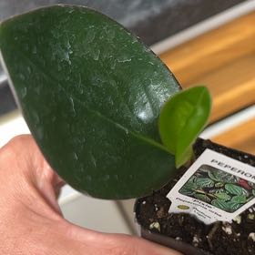 Photo of the plant species pixie peperomia orba by @PrizeFittonia named Gaga on Greg, the plant care app