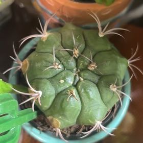 Photo of the plant species Gymnocalycium pflanzii by @ZestfulPilea named Gymnasium phalange on Greg, the plant care app