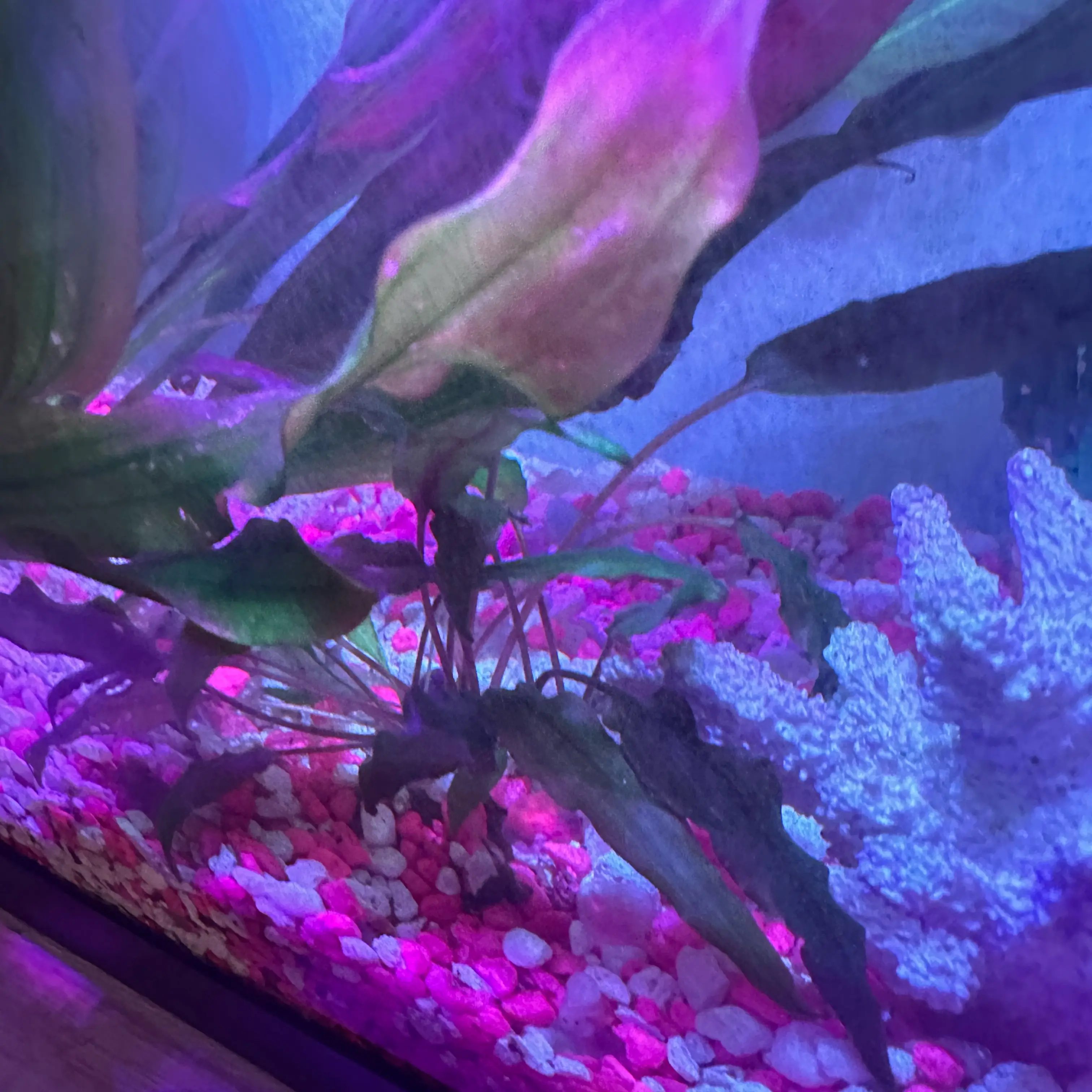Photo of the plant species Anubias Barteri by @wilbur named Queen on Greg, the plant care app