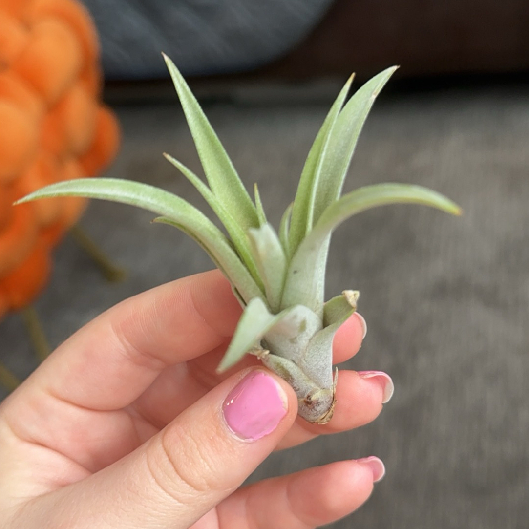 Hand holding a healthy Capitata Air Plant with green leaves.