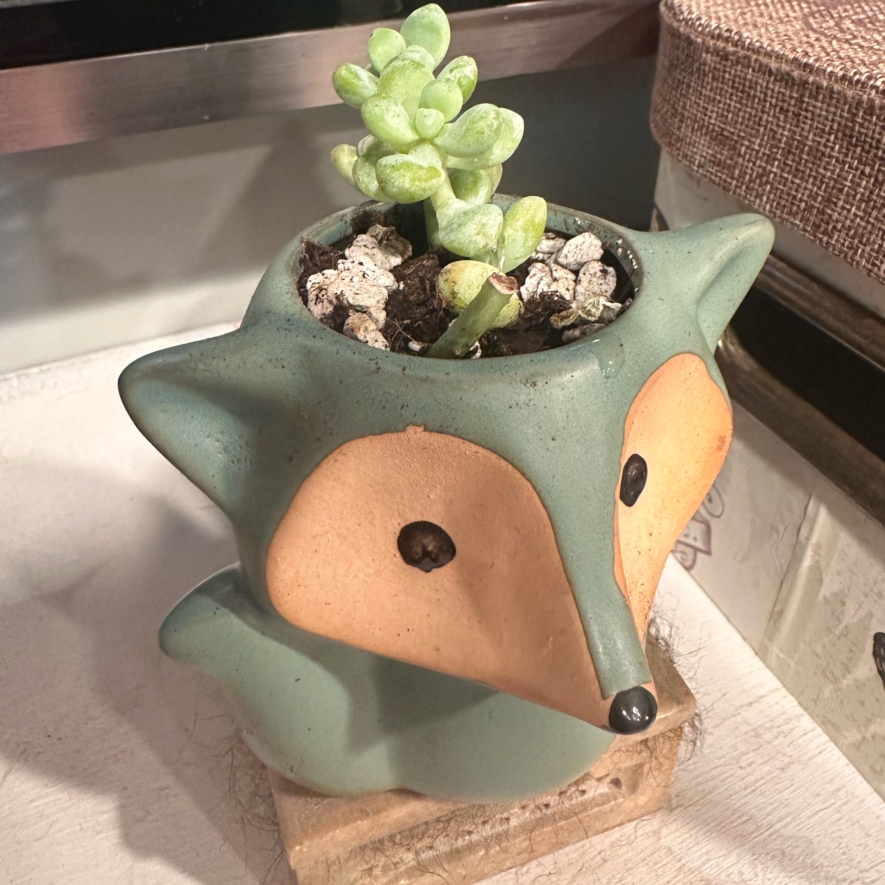 Sedum treleasei plant in a fox-shaped pot, healthy and well-framed.