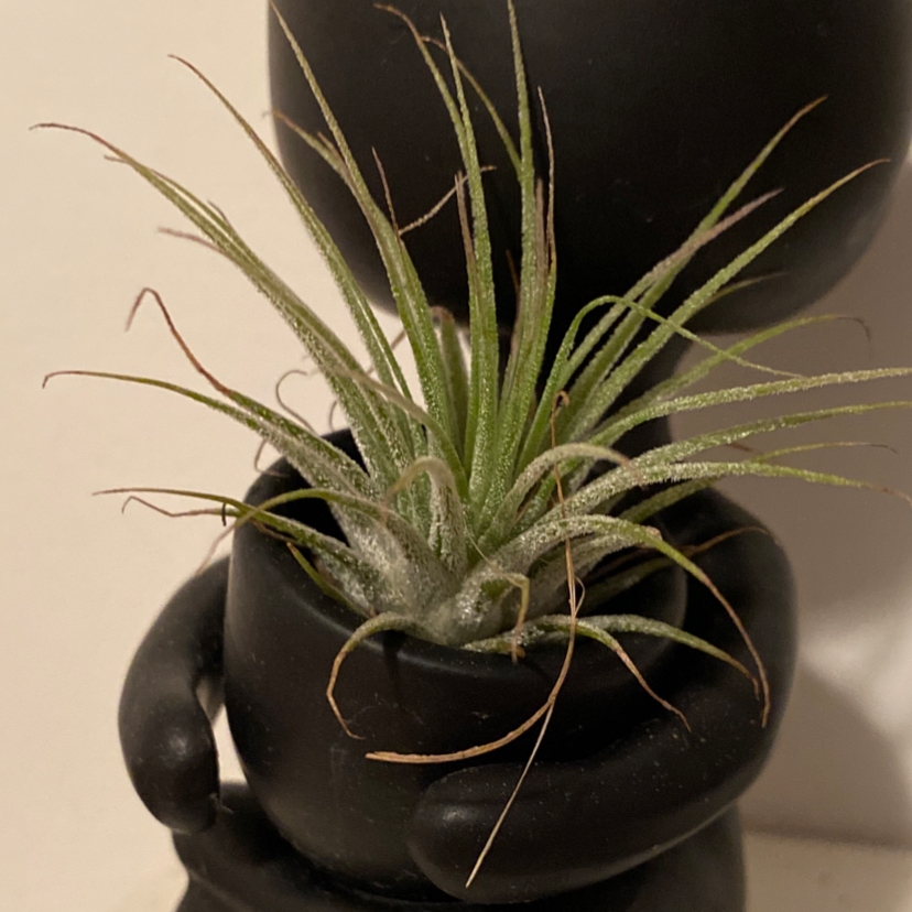 Spreading Airplant in a small pot held by a black figurine, with some browning at the leaf tips.
