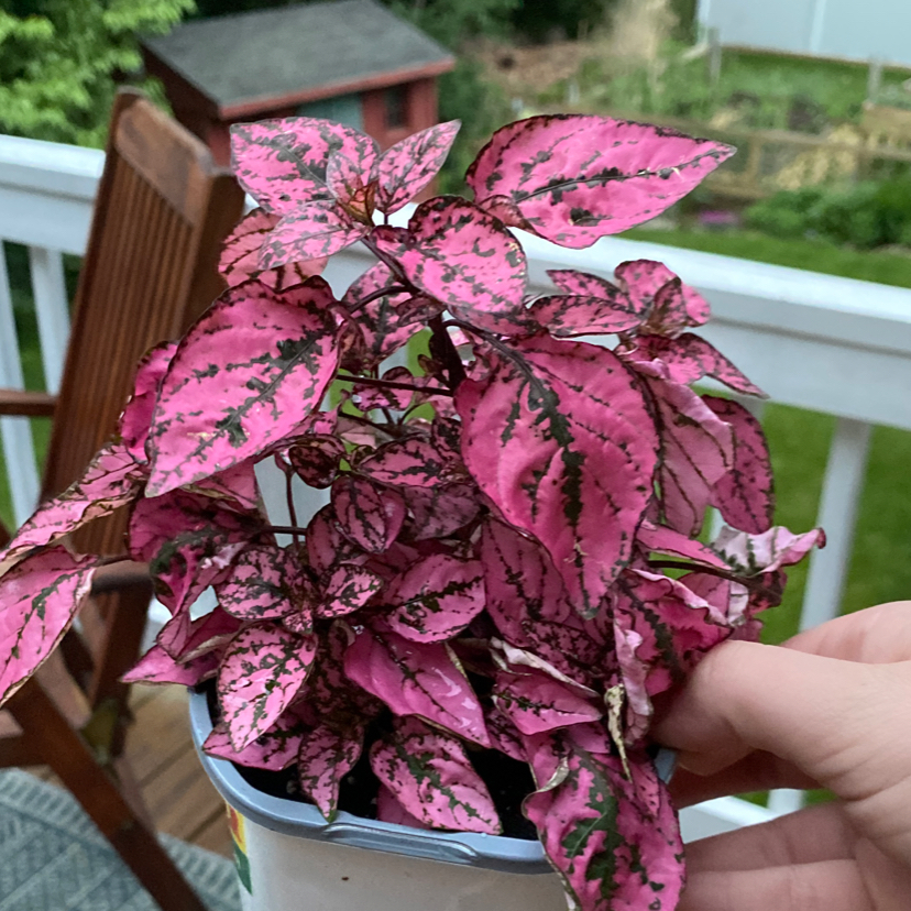 Vibrant pink and green variegated leaves of a healthy and thriving Polka Dot Plant being held in a pot.