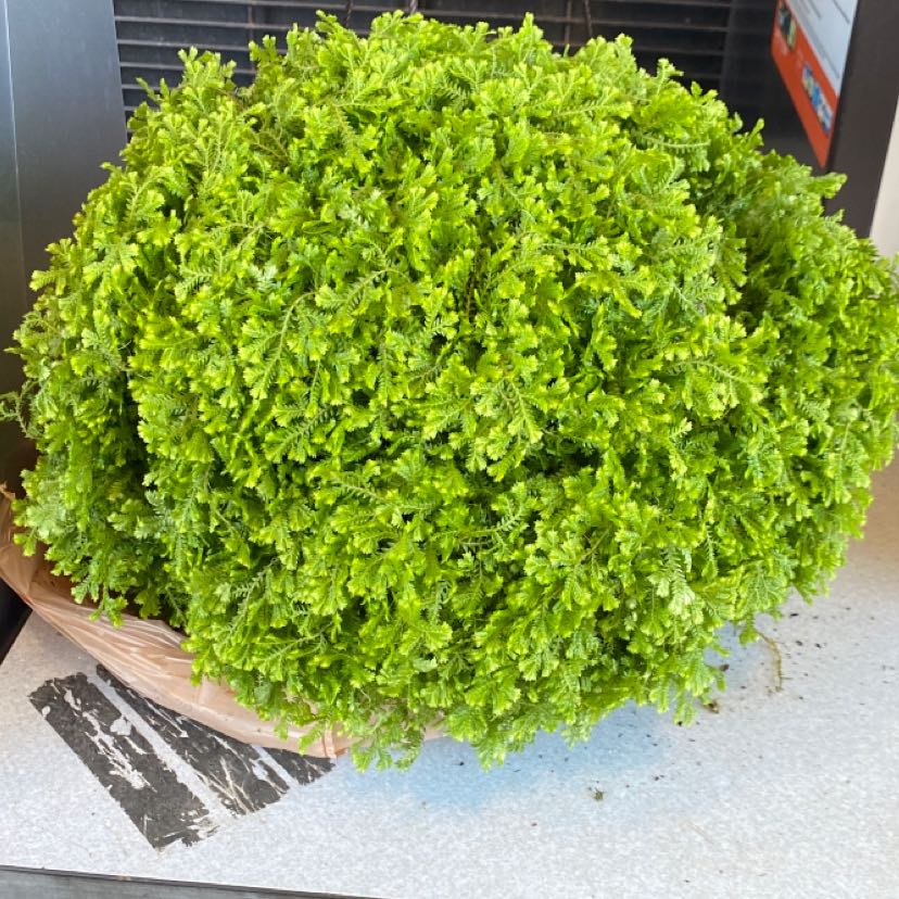 Vibrant green, densely growing Selaginella kraussiana club moss plant in a garden center setting.
