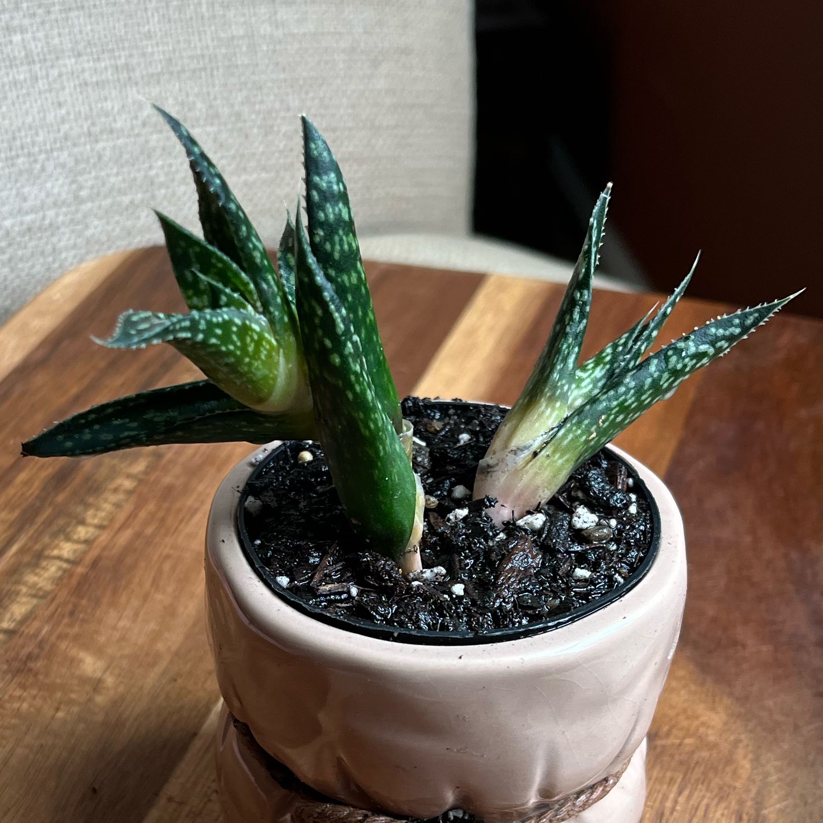 Gasteraloe 'Flow' plant in a small pot with visible soil and healthy green leaves.