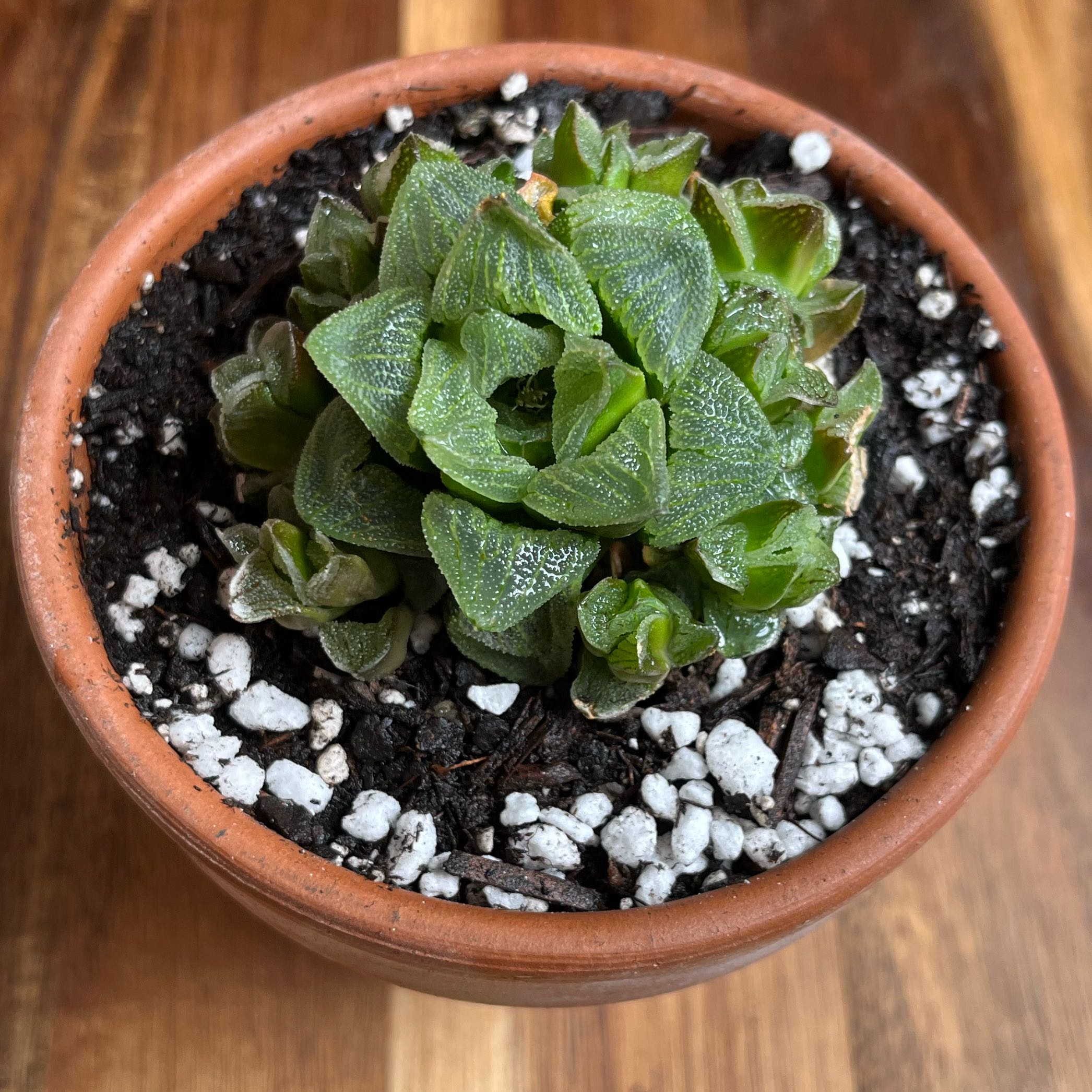 Photo of the plant species Haworthia mirabilis subsp. mundula by @jordansage named Trevor on Greg, the plant care app