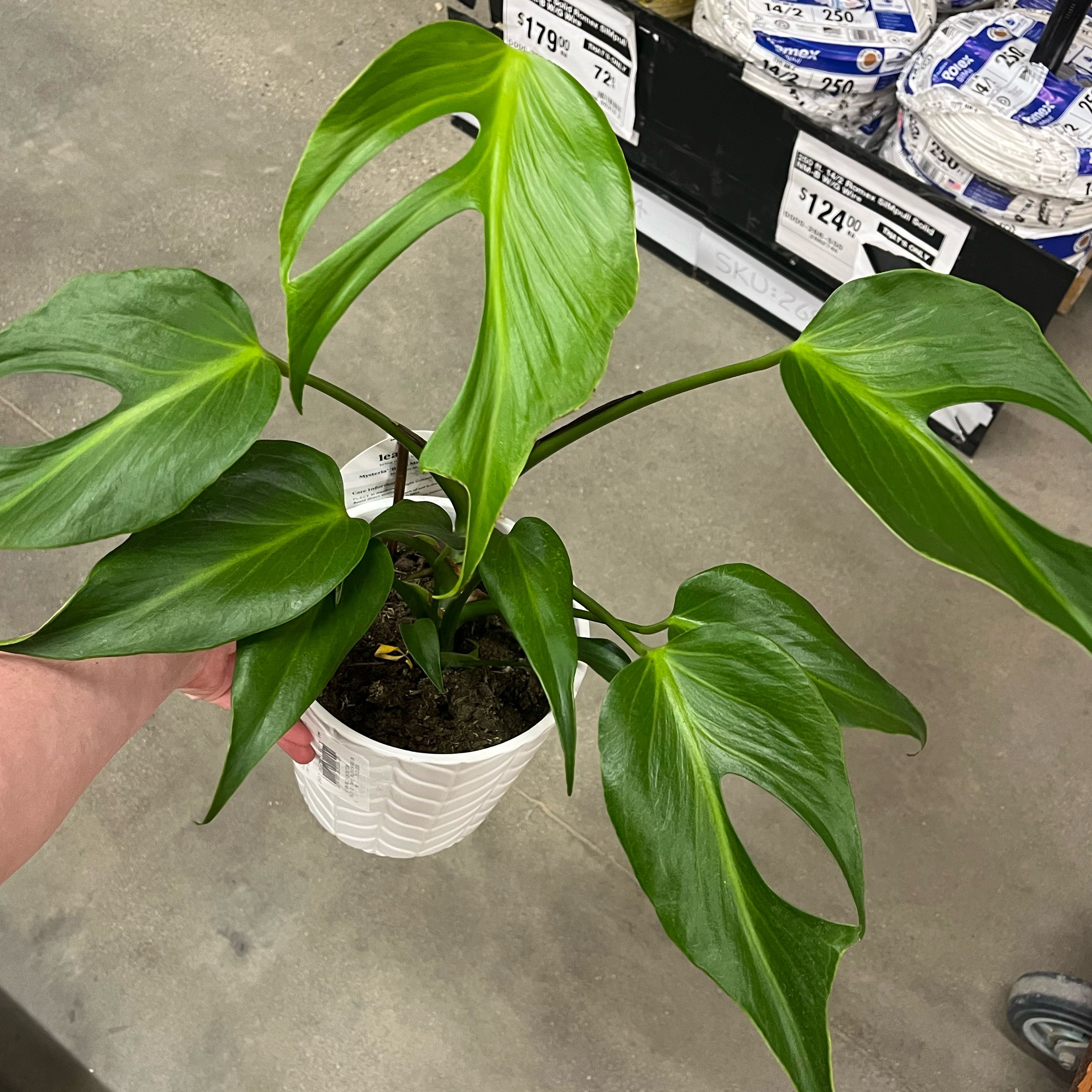 Photo of the plant species Monstera Burle Marx Flame by @jordansage named Shimmy on Greg, the plant care app