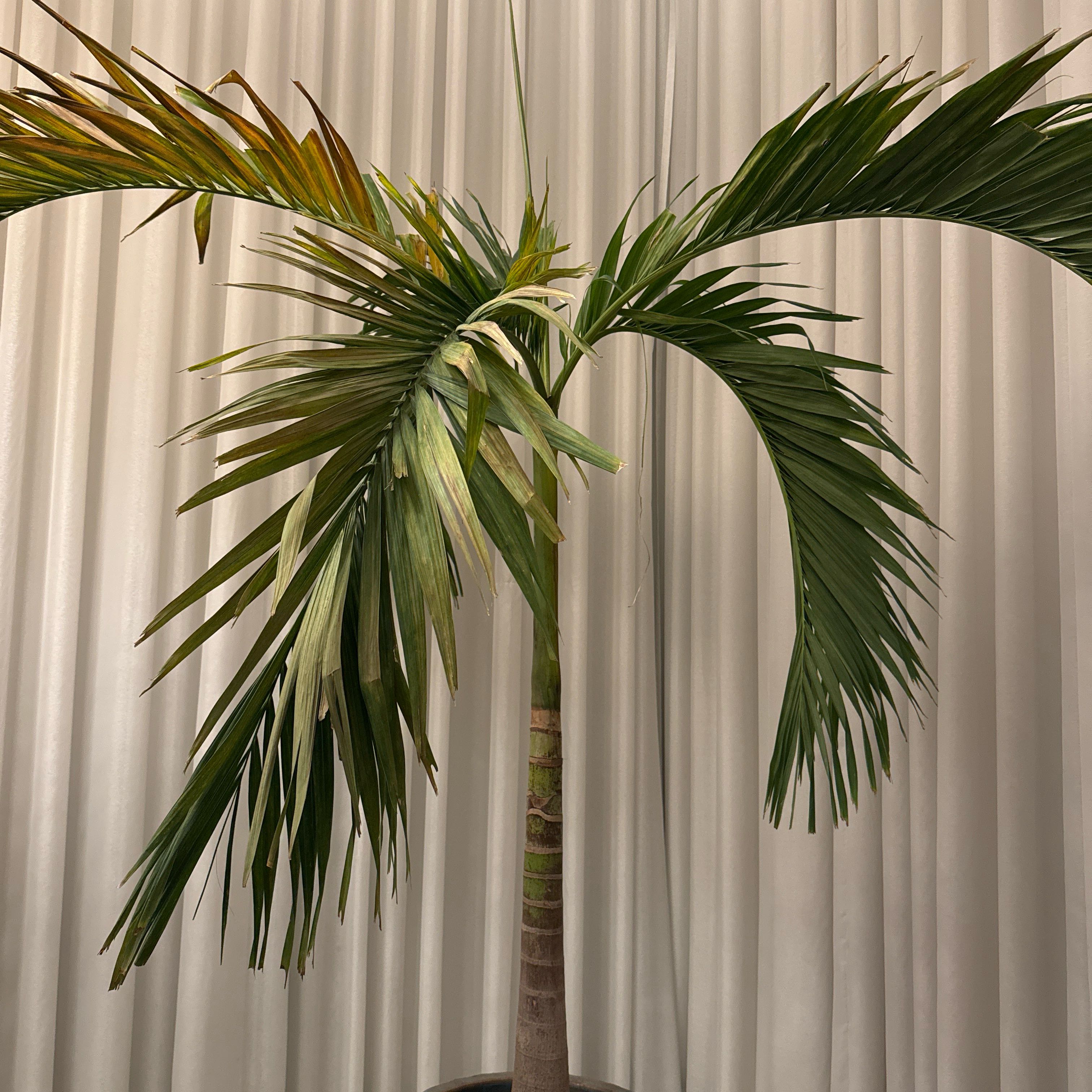 Christmas Palm with yellowing and browning fronds, indoors against a curtain background.