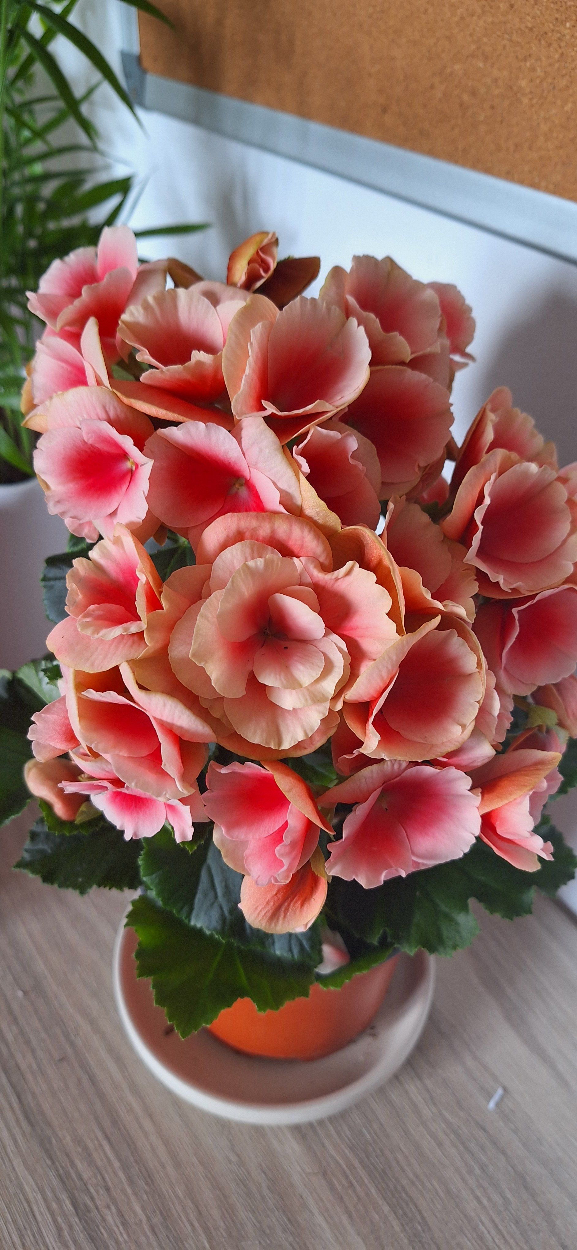 Photo of the plant species Tuberous begonias by @cryoPanthera named Bella on Greg, the plant care app