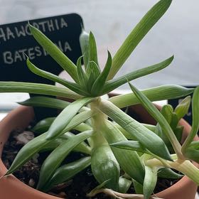 Photo of the plant species Windowpane Plant by @ManlyGuepinia named Tolkien on Greg, the plant care app