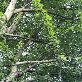 Photo of the plant species White Mulberry by @RighteousCacto named Anne on Greg, the plant care app