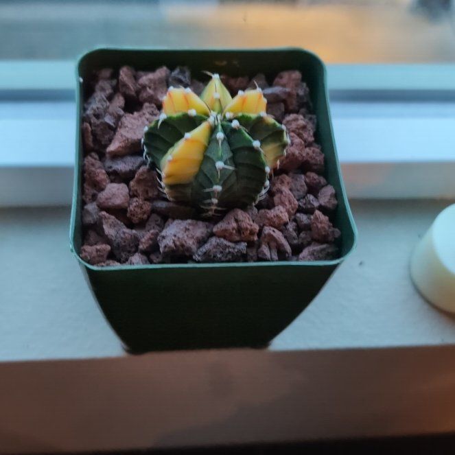 Photo of the plant species Gymnocalycium baldianum 'variegata' by @FairPunanova named Maya on Greg, the plant care app