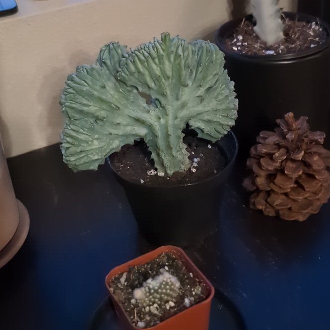 Photo of the plant species Bilberry Cactus by @FairPunanova named Sanders on Greg, the plant care app