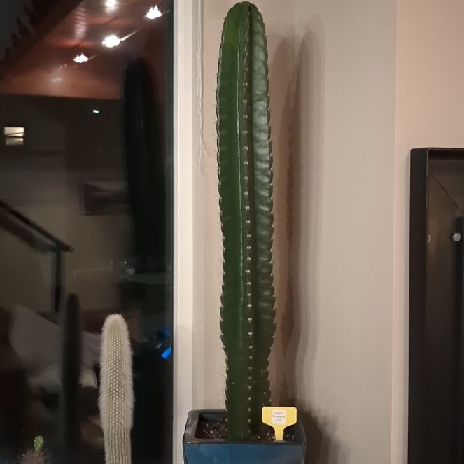 Photo of the plant species Anti-radiation Cactus by @FairPunanova named Bigleef Smalls on Greg, the plant care app