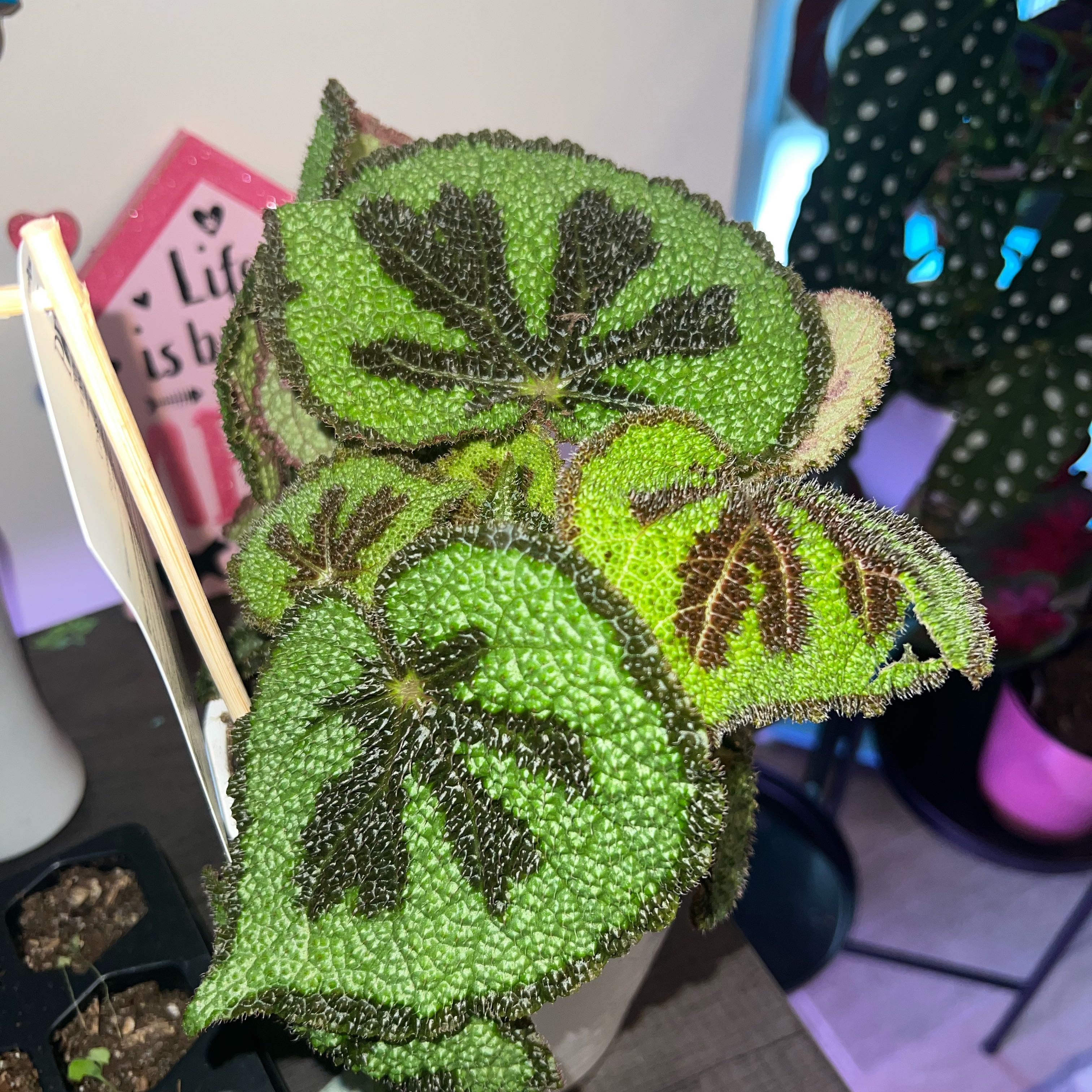 Healthy Iron Cross Begonia with distinct dark cross patterns on its leaves.