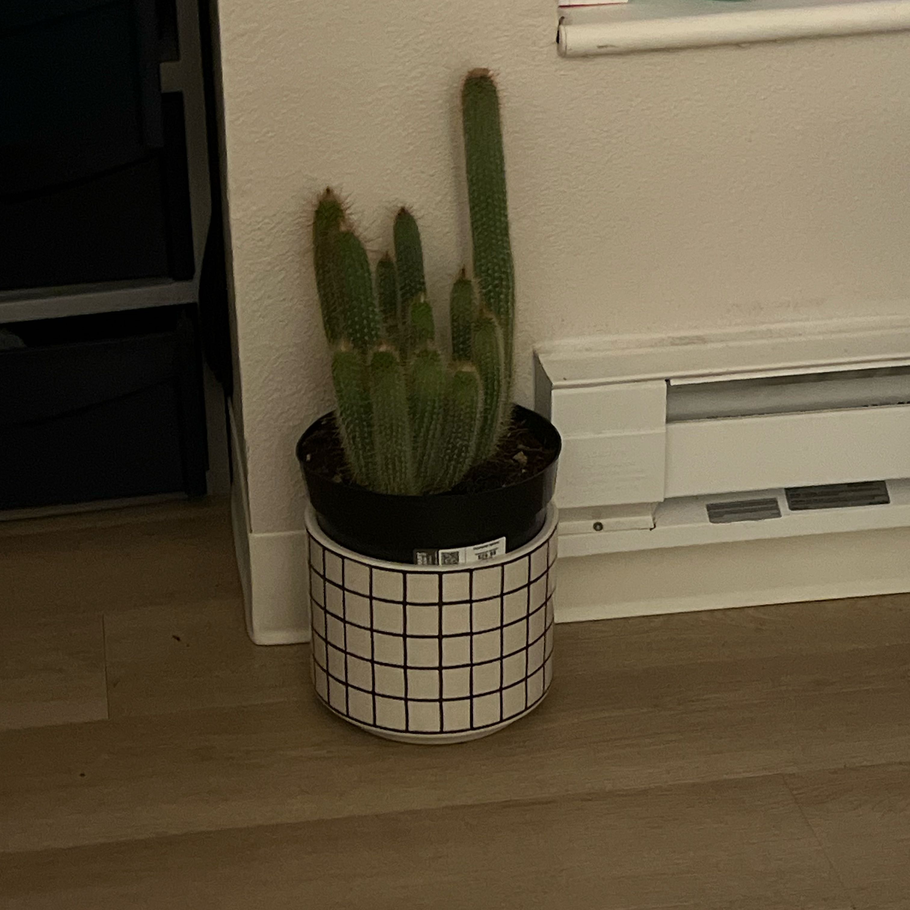 Photo of the plant species Cleistocactus tupizensis by @CleanMudpuppy named Sigmund on Greg, the plant care app