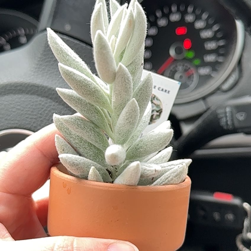 A healthy Woolly Senecio plant in a small pot, held by a hand, with a car dashboard in the background.