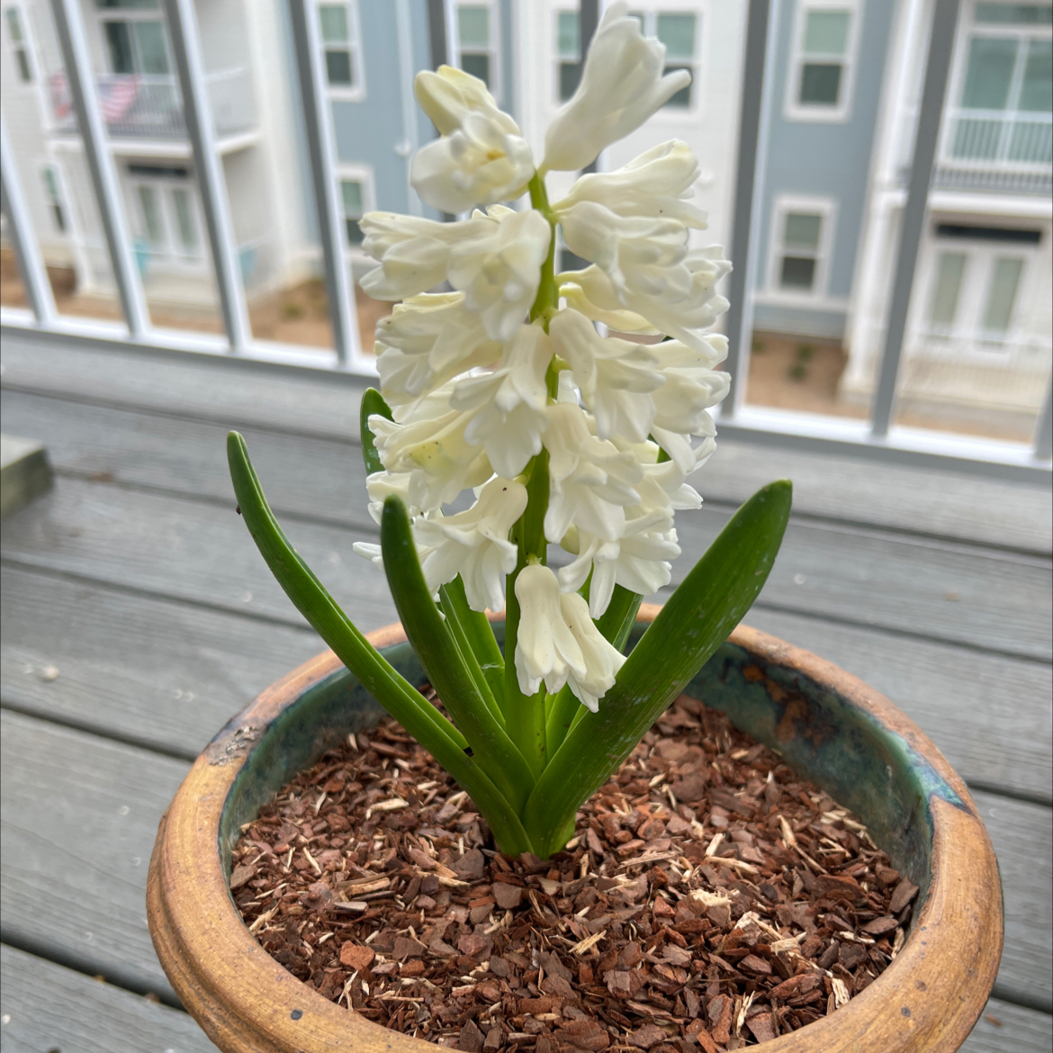 Photo of the plant species Garden Hyacinth by @PeppyLakesedge named Helena on Greg, the plant care app