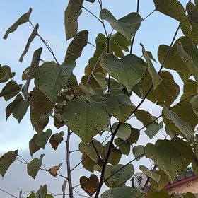 Photo of the plant species Chinese Parasol Tree by @CivilCleftphlox named Osmo on Greg, the plant care app