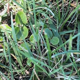 Photo of the plant species Dichondra Repens by @CivilCleftphlox named Orlando Bloom on Greg, the plant care app