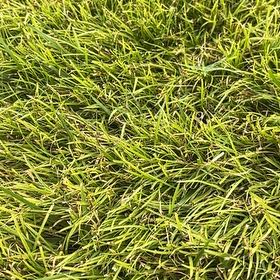 Photo of the plant species Kikuyugrass by @CivilCleftphlox named Marley on Greg, the plant care app