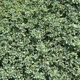 Photo of the plant species Common Buckthorn by @AccordantMakura named Marley on Greg, the plant care app